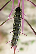 Deilephila elpenor  (Större snabelsvärmare)(4)