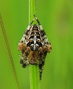 Araneus diadematus (1)