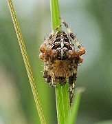 Araneus diadematus (2)