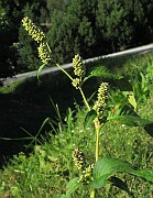 Persicaria lapathifolia subsp. pallida