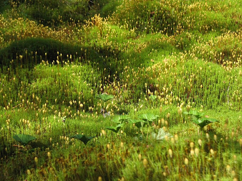 Forest Mosses.jpg