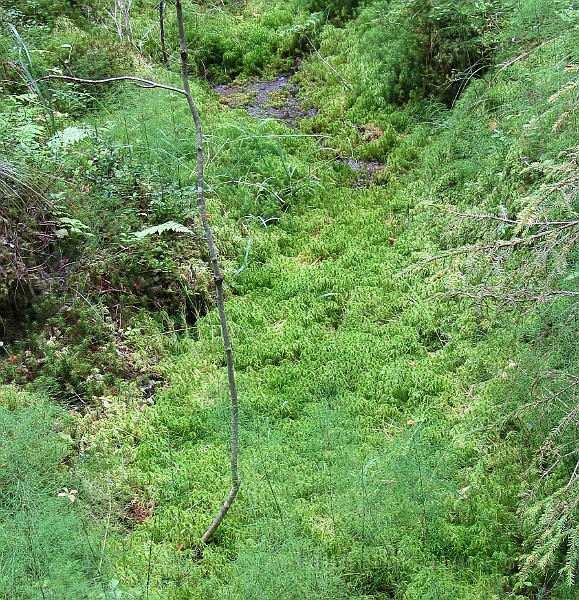 Swamp Mosses (IMG_4004).jpg