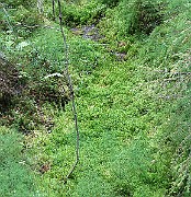 Swamp Mosses (IMG_4004)