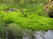 Swamp Mosses (IMG_7136)