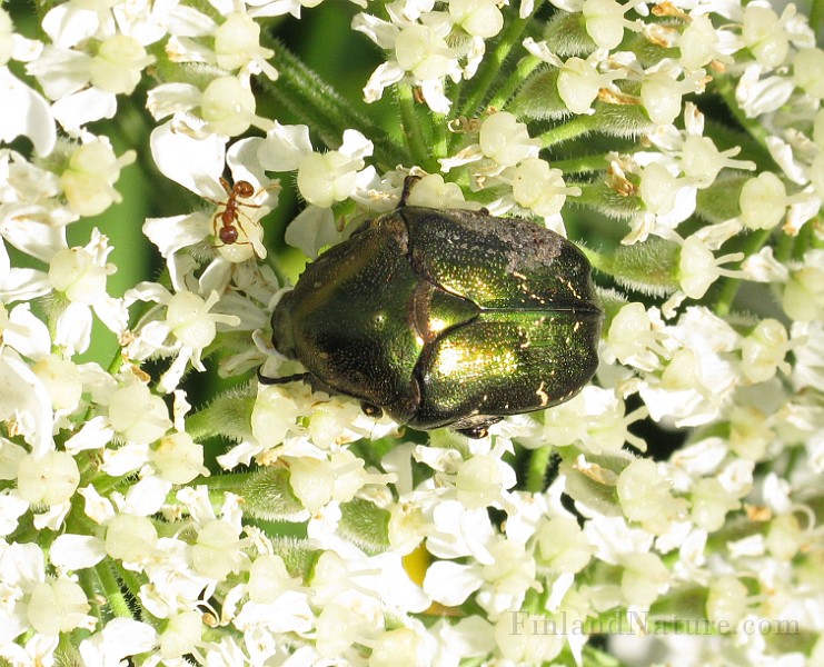 Cetonia aurata  (1).jpg - (Grasgron guldbagge)