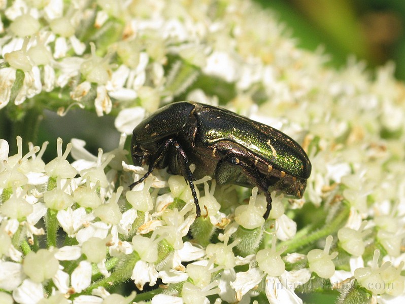 Cetonia aurata  (2).jpg - (Grasgron guldbagge)