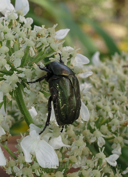 Cetonia aurata (3).jpg -  (Grasgron guldbagge)