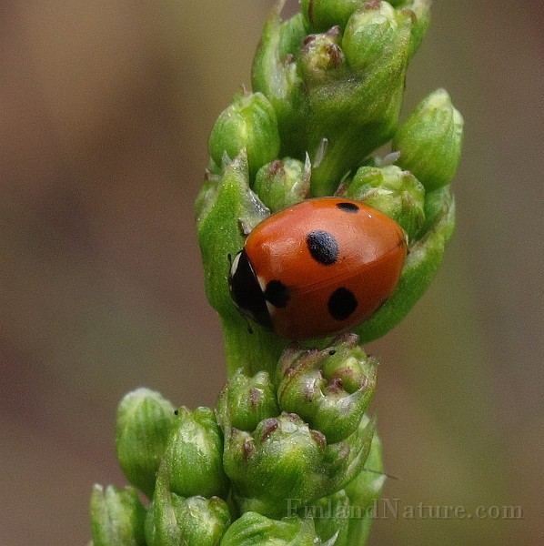 Coccinella 5-punctata (1).JPG