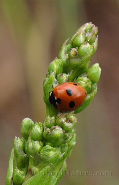 Coccinella 5-punctata (2).JPG