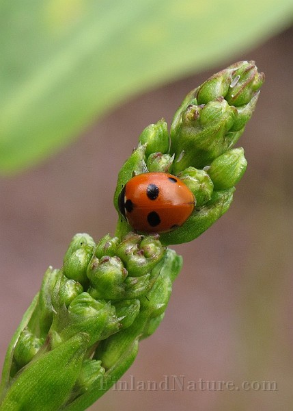 Coccinella 5-punctata (3).JPG