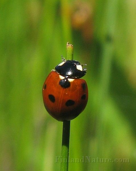 Coccinella septempunctata (1).jpg -  (7-prickig nyckelpiga)