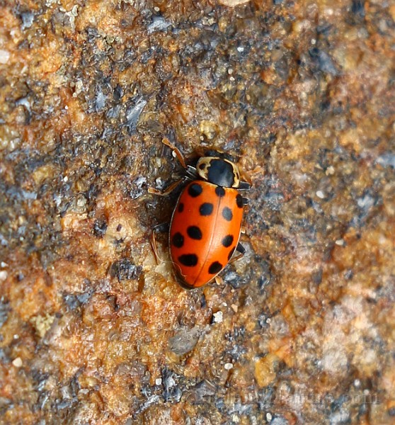 Hippodamia tredecimpunctata (1).JPG