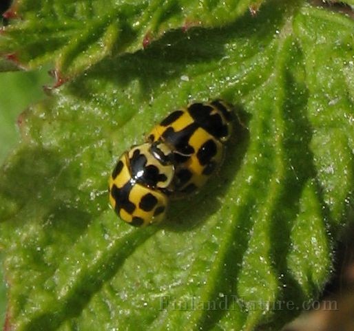 Propylea quatuordecimpunctata (3).jpg -  (14-prickig nyckelpiga)