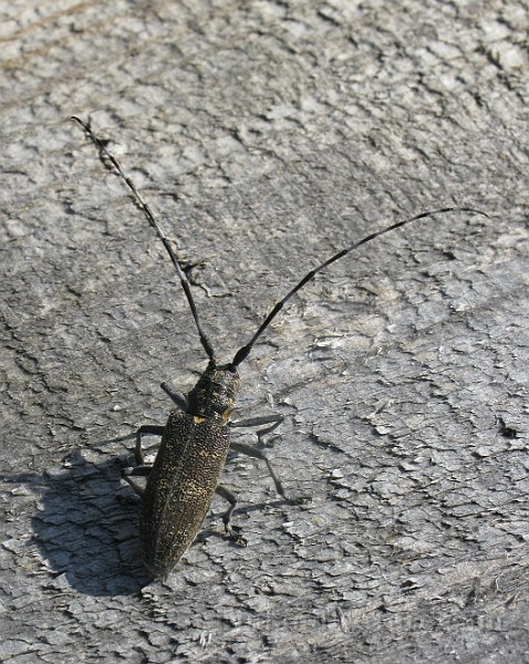 Sapeda_carcharias.jpg - Aspvedbockar