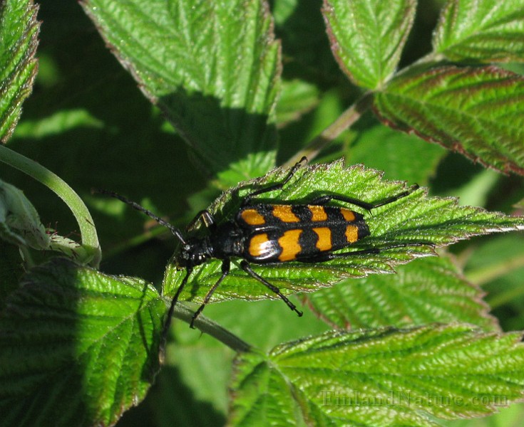 Strangalia quadrifasciata (2).JPG - (Fyrbandad blombock) 
