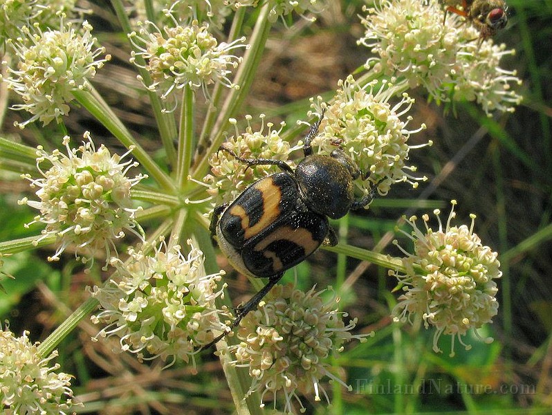 Trichius fasciatus 01.JPG -  (Humlebagge)