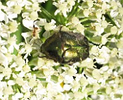 Cetonia aurata  (1)