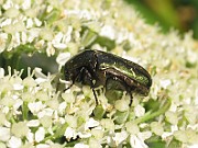 Cetonia aurata  (2)