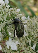 Cetonia aurata (3)
