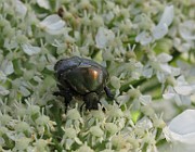 Cetonia aurata (4)