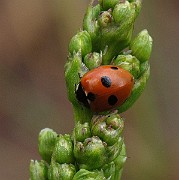 Coccinella 5-punctata (1)