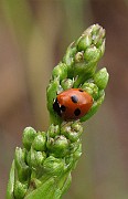 Coccinella 5-punctata (2)