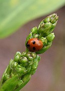 Coccinella 5-punctata (3)