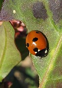 Coccinella 5-punctata (4)