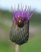 Coccinella septempunctata  (2)