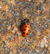 Hippodamia tredecimpunctata (1)