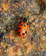 Hippodamia tredecimpunctata (2)