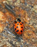Hippodamia tredecimpunctata (3)