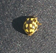 Propylea quatuordecimpunctata  (1)
