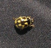 Propylea quatuordecimpunctata  (2)