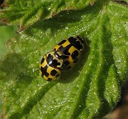 Propylea quatuordecimpunctata (3)