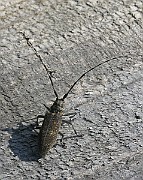 Sapeda_carcharias