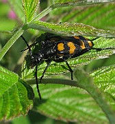 Strangalia quadrifasciata (1)