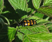 Strangalia quadrifasciata (2)