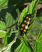 Strangalia quadrifasciata (3)