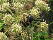 Trichius fasciatus 01