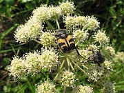 Trichius fasciatus02