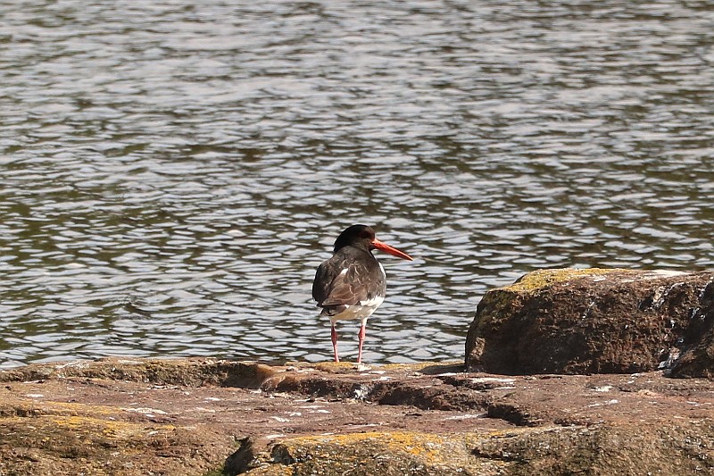 Haematopus ostralegus (Strandskata)_1304.JPG