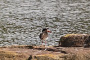 Haematopus ostralegus (Strandskata)_1304