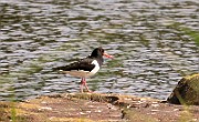 Haematopus ostralegus (Strandskata)_1305
