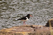 Haematopus ostralegus (Strandskata)_1307