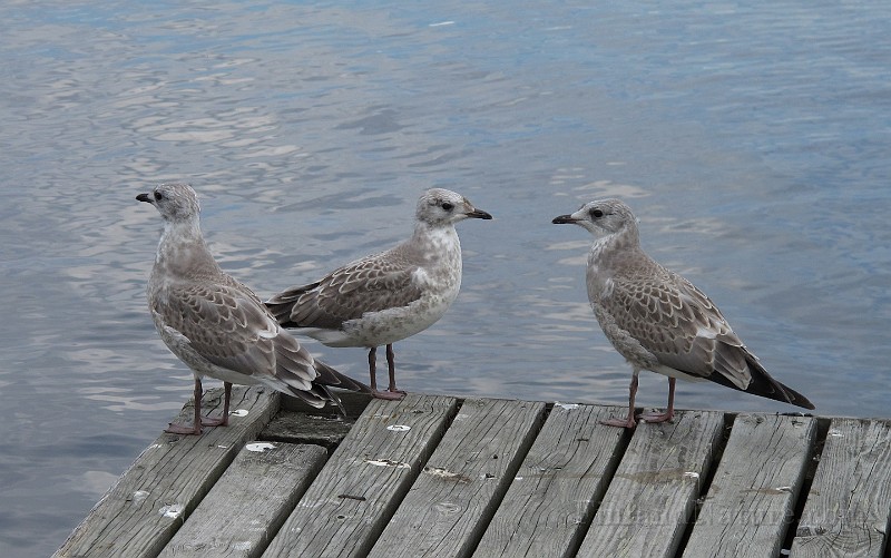 Larus canus (Fiskmos)_8372.JPG