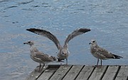 Larus canus (Fiskmos)_8371