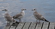 Larus canus (Fiskmos)_8373