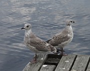 Larus canus (Fiskmos)_8374