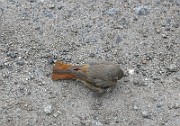 Phoenicurus phoenicurus (rödstjärt)_5340